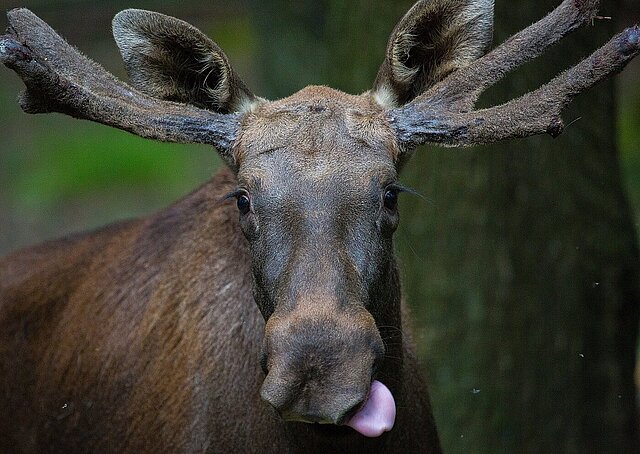 Elch mit großem Geweih und herausgestreckter Zunge