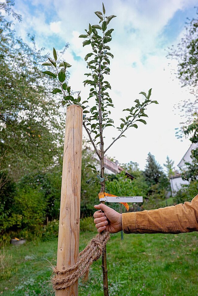 Eine Hand hält einen kleinen Baum fest. Im Hintergrund ist ein Garten zu sehen