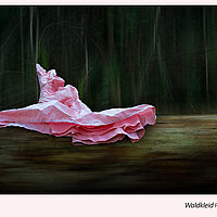 Waldkleid – Lyrik und Fotografie
