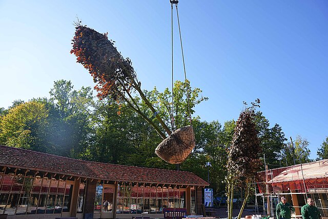 Ein Baum hängt an einem Kran.