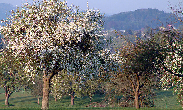 Obstbaumblüte (© M. Hilligardt) - copyright:Freigabe gewährt