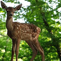 Bambi - Eine Lebensgeschichte aus dem Wald | Kinderkino