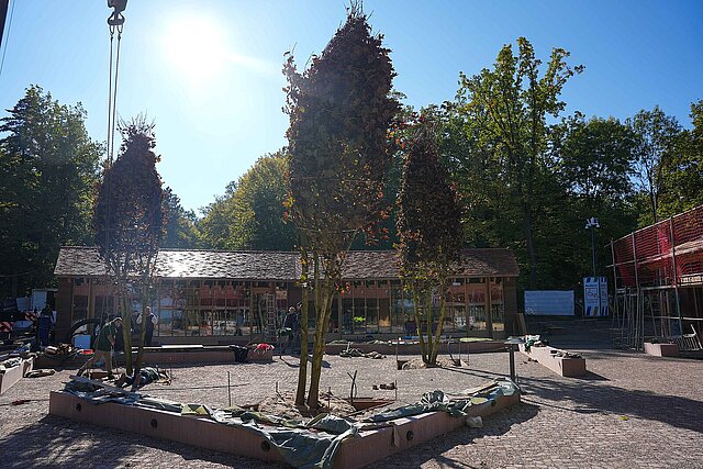 Drei Bäume auf einem gepflasterten Platz