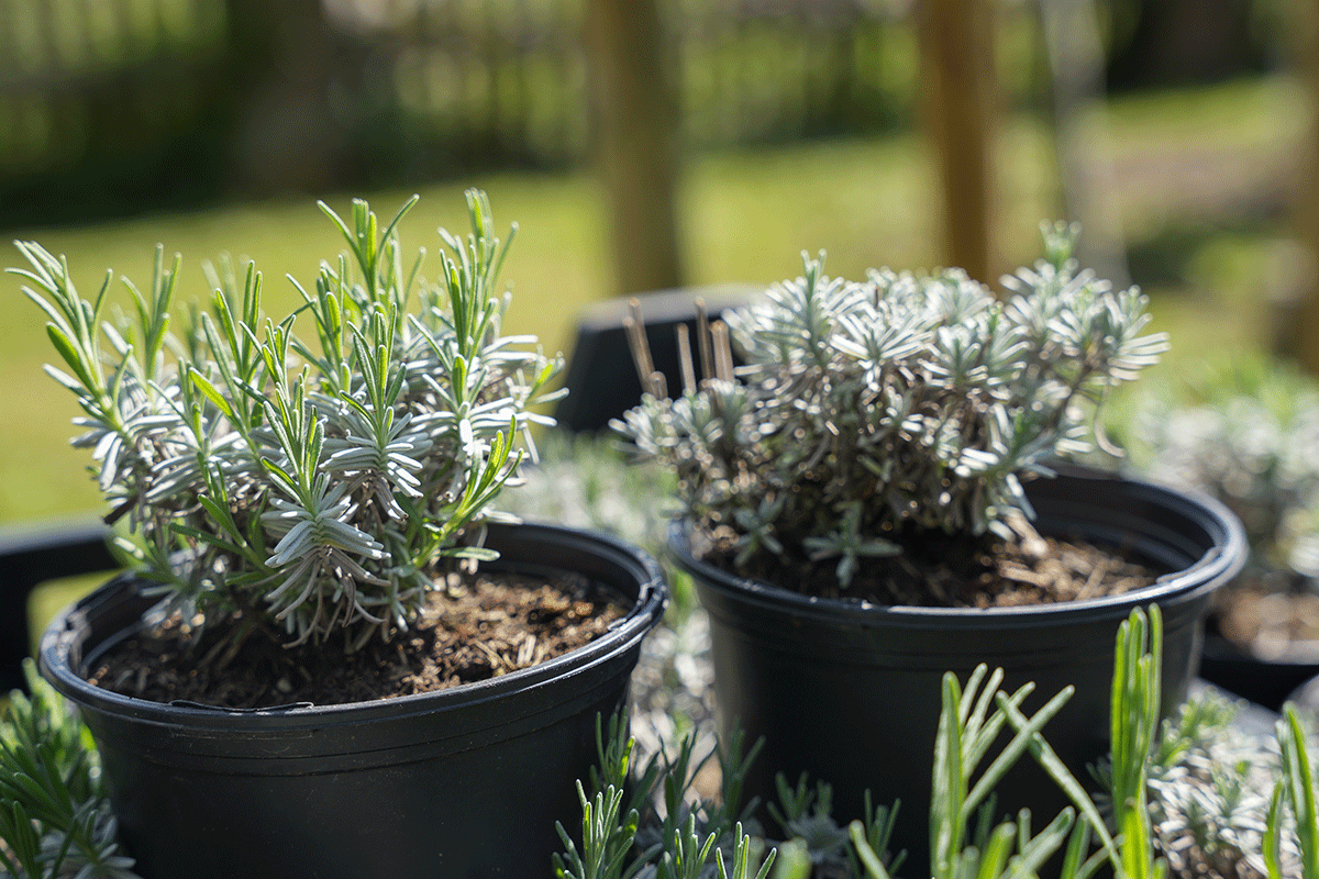 - copyright:Stadt Pforzheim