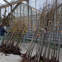 Klimabaum-Bestellung – Letzte Woche!