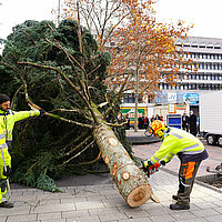 Weihnachtsbaum La Bresse