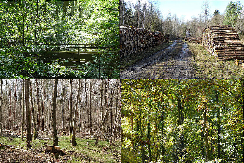 unser Wald