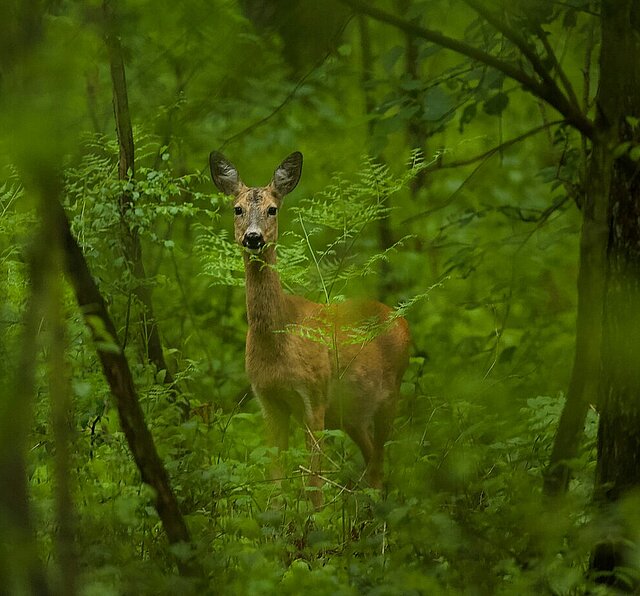 - copyright:Stadt Pforzheim