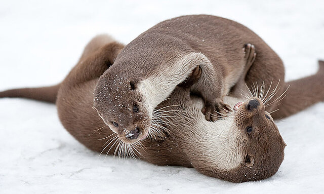Wildpark Pforzheim: Fischotter auf einer Eisfläche - copyright:Markus Zindl