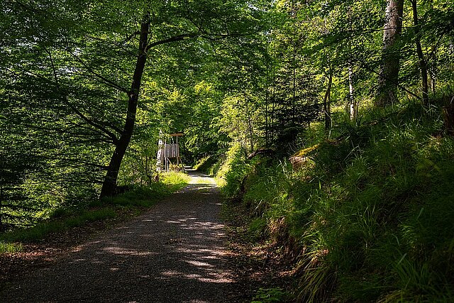 Gemütliche Waldwege führen durch des Jägers Revier - Foto: Pierre Johne