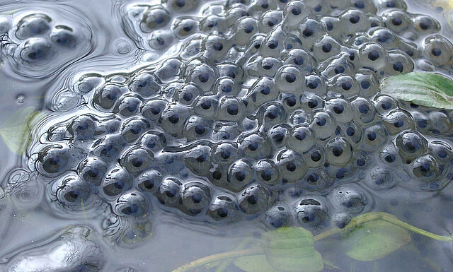 Bild: Grasfroschlaich im Seehaus-See © M.Hilligardt