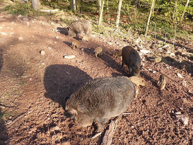 Sonnenweg Wildpark - Foto: Bruno Kohl Sonnenweg Wildpark - Foto: Bruno Kohl