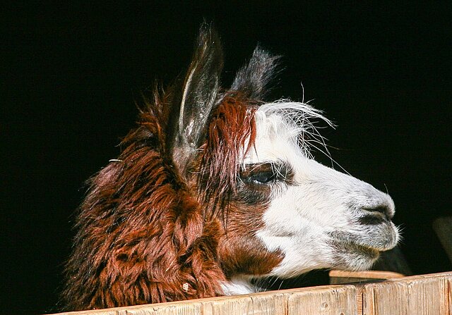 Guanako im Stall - copyright:Stadt Pforzheim