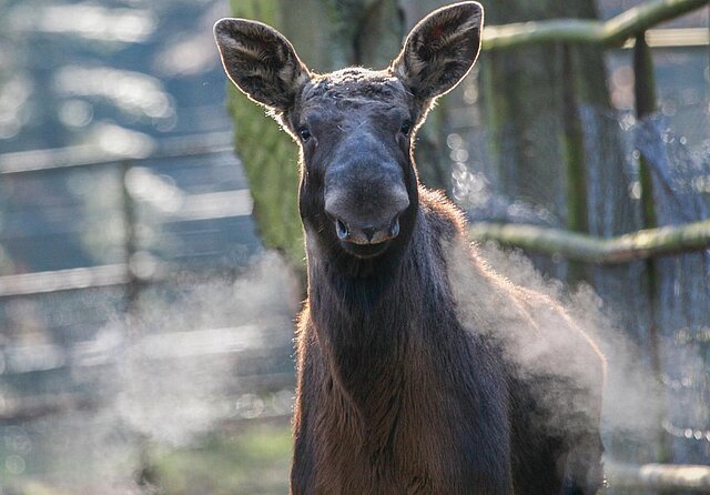 Elchkuh von vorn - copyright:Stadt Pforzheim