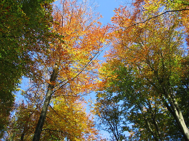 Bild: Herbstfärbung ©Karola Keitel