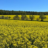 "Tag des Wanderns" Die Rapsfelder der Staatsdomäne Hagenschieß