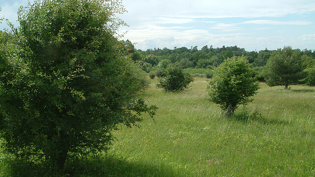 Bild: Wiese mit Gehölzen ©Manfred Bauer