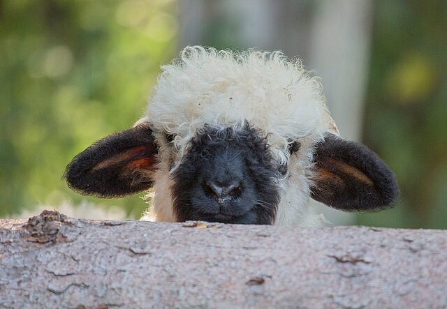 Ein Waller Schwarznasenschaf lugt über einen Baumstamm - copyright:Stadt Pforzheim