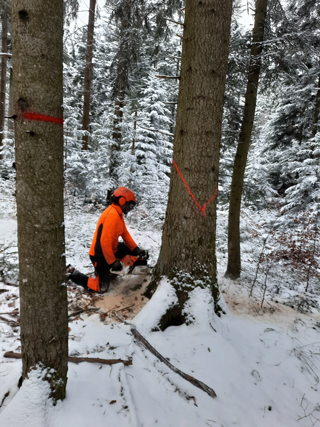 Forstarbeiter beim Fällen der Bäume - copyright:Stadt Pforzheim, Amt für Umweltschutz