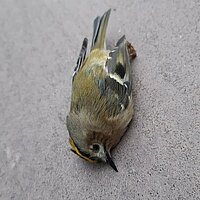 An ungeschützten Glasflächen tödlich verunglücktes Wintergoldhähnchen, aufgefunden im November 2022 (Vogelzugzeit) (Foto: Bauer)