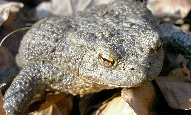 Bild: Erdkröte ©Matthias Hilligardt