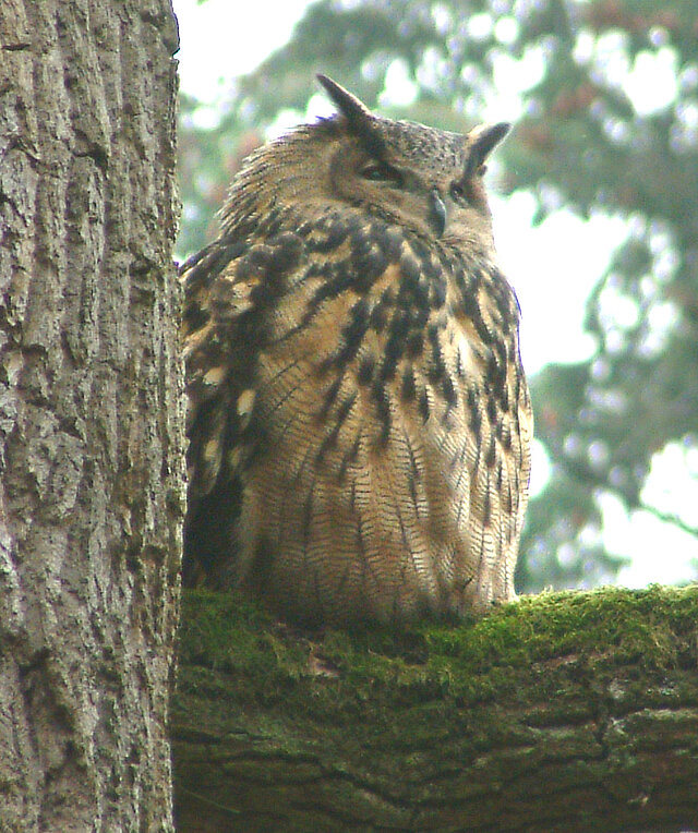 Bild: Uhu ©Matthias Hilligardt