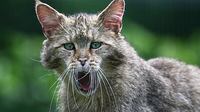 Foto: Wildkatze im Wildpark