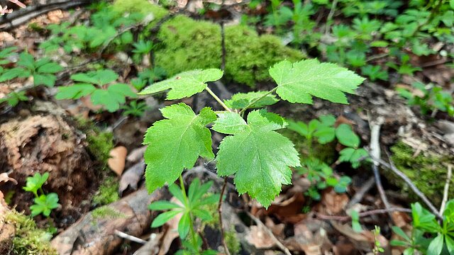  - copyright:Stadt Pforzheim