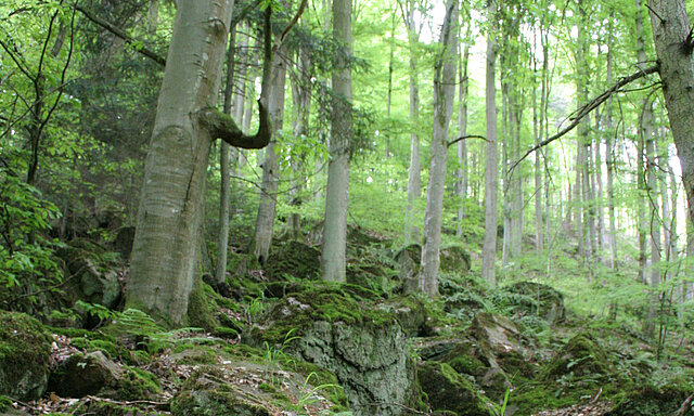 Blockhalde (Foto: Hilligardt, AfU) - copyright:Stadt Pforzheim