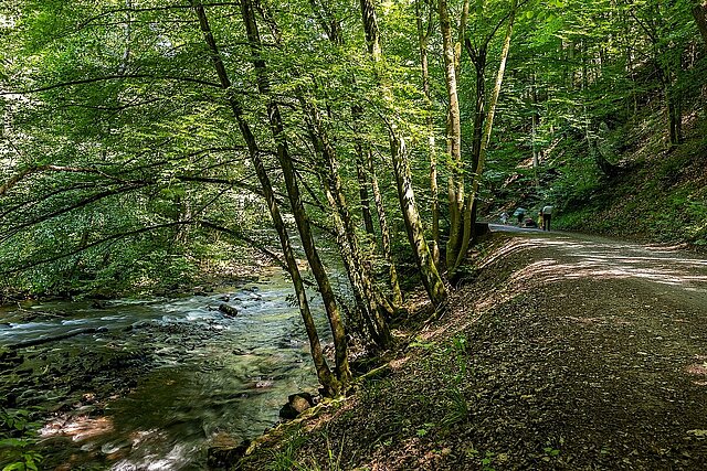 Waldweg entlang der Enz - Foto: Pierre Johne