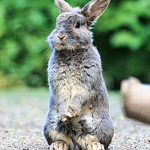 Kaninchen macht Männchen - copyright:Stadt Pforzheim