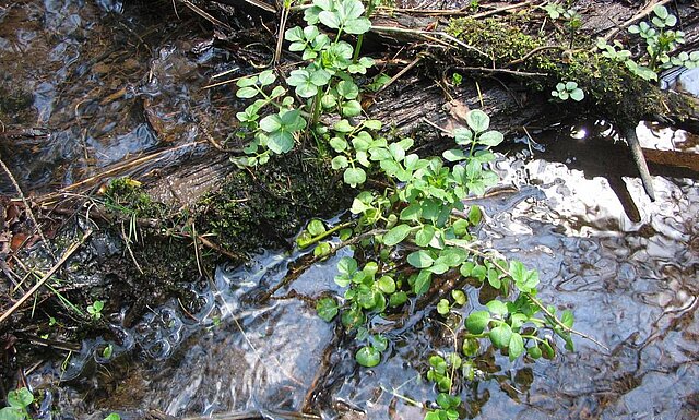 Drehklinge (Foto: Keitel, AfU)