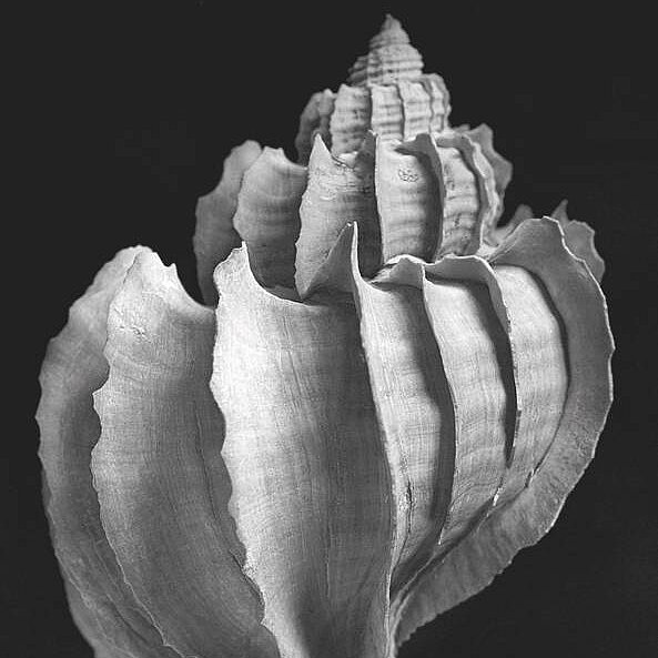 Alfred Ehrhardt Fotografie