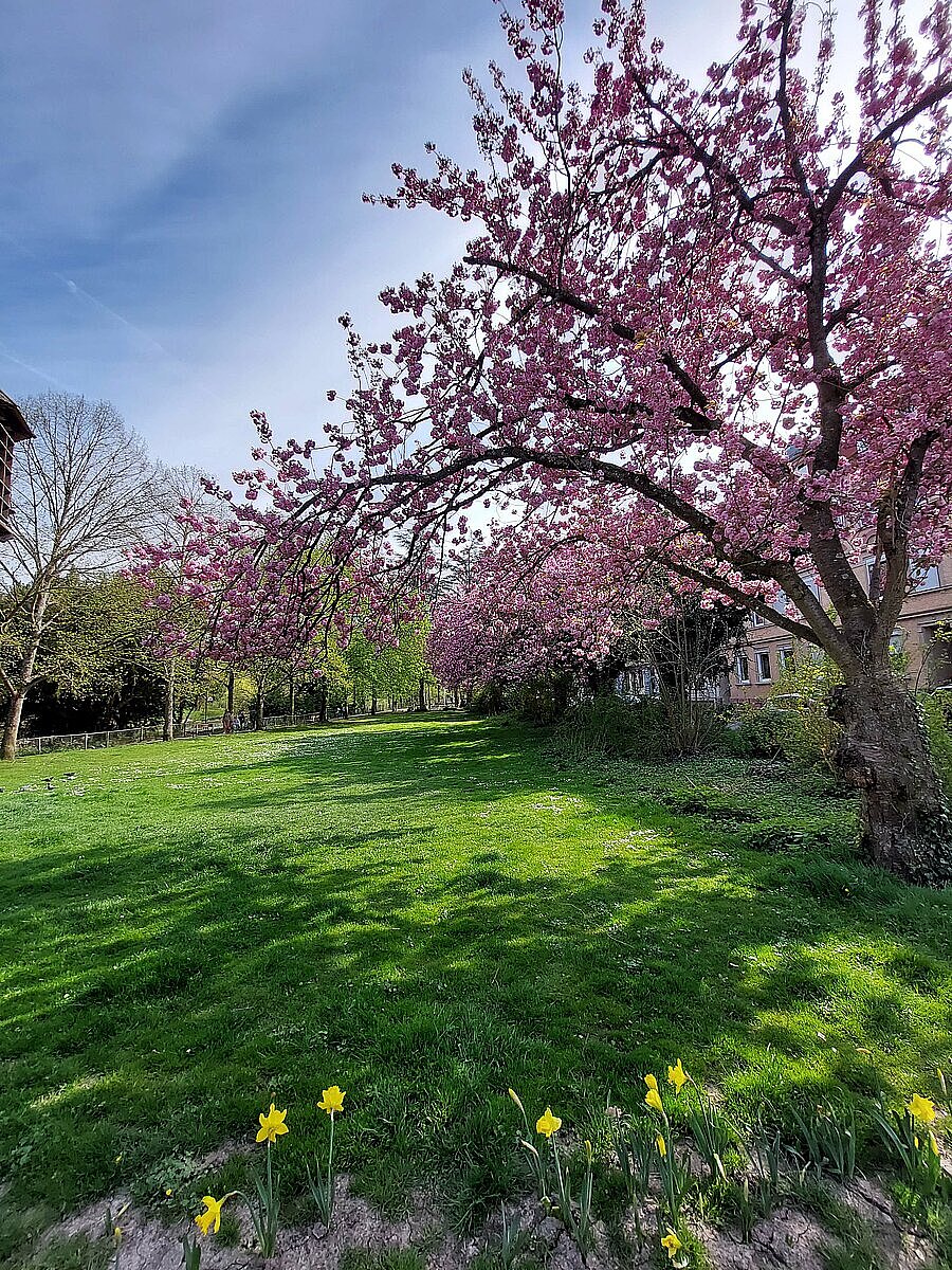 Frühlingsbild Bleichstraße 4