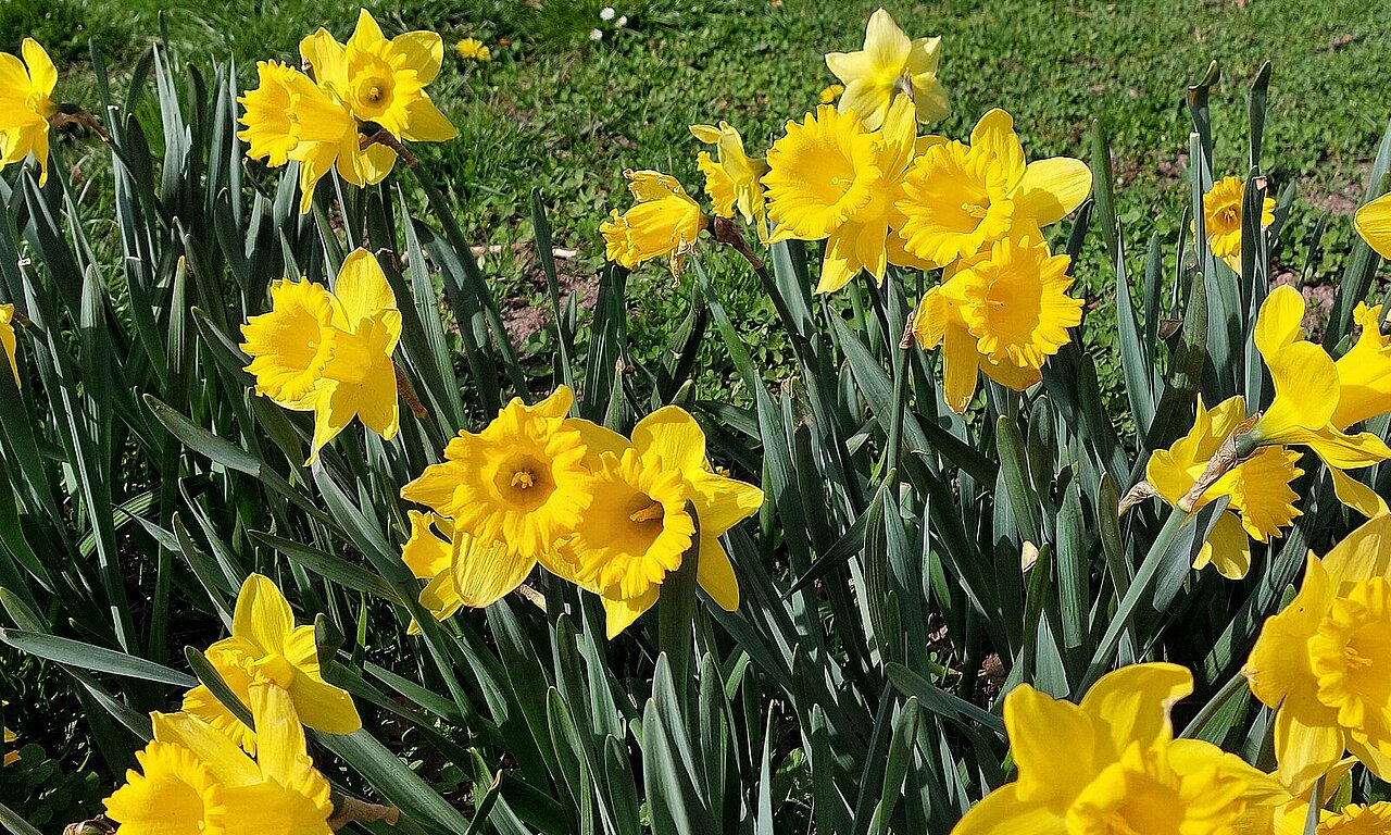 Frühlingsbild Bleichstraße 3