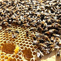 Fleißige Bienchen im Wildpark