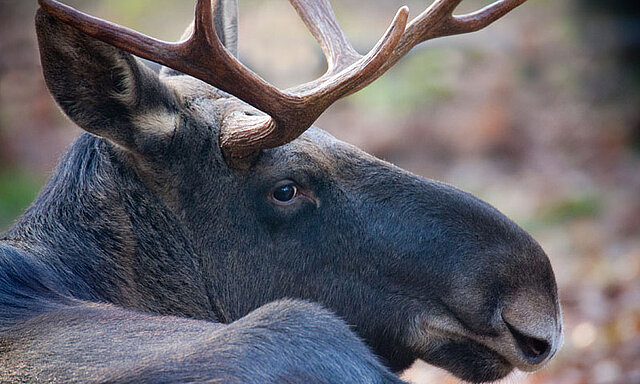 Bild: Ein Elch im Wildpark Pforzheim - copyright:Markus Zindl