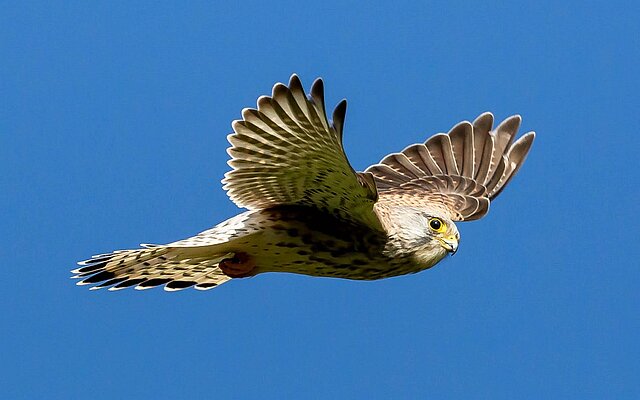 Fliegender Falke - copyright:Stadt Pforzheim