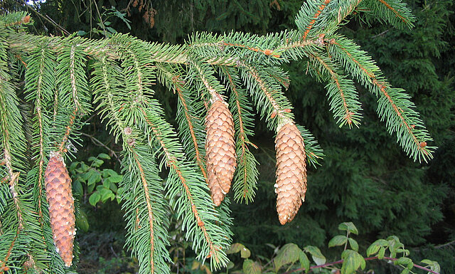 Bild: Zapfen der Fichte ©Karola Keitel - copyright:STKPF