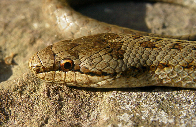 Bild: Schlingnatter ©Matthias Hilligardt - copyright:Hilligardt (AfU)