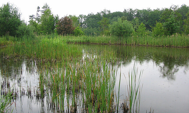 Bild: Lebensraum Grünfrosch