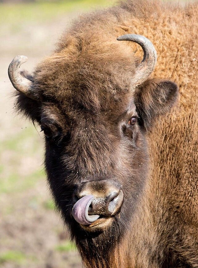 Wisent mit ausgestreckter Zunge - copyright:Stadt Pforzheim