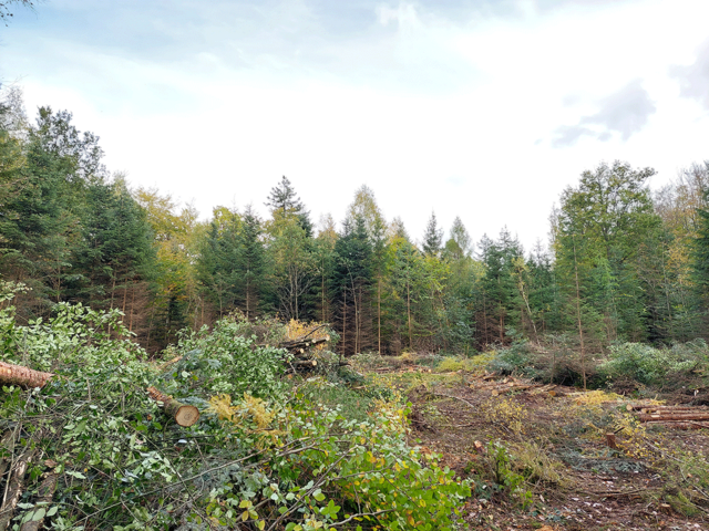 Foto von der geräumten Waldfläche - copyright:Stadt Pforzheim, Amt für Umweltschutz