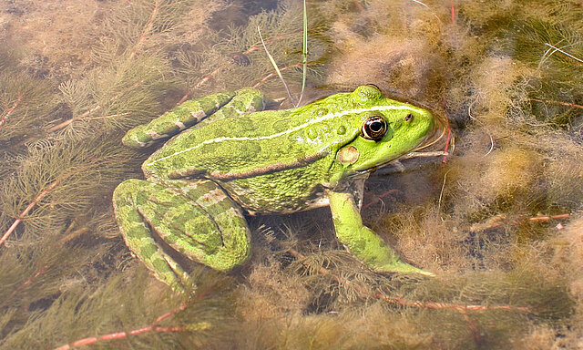 Seefrosch  © H.Laufer