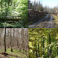 Unser Wald im Spannungsfeld von Klimawander, Wirtschafts- und Naturinteressen