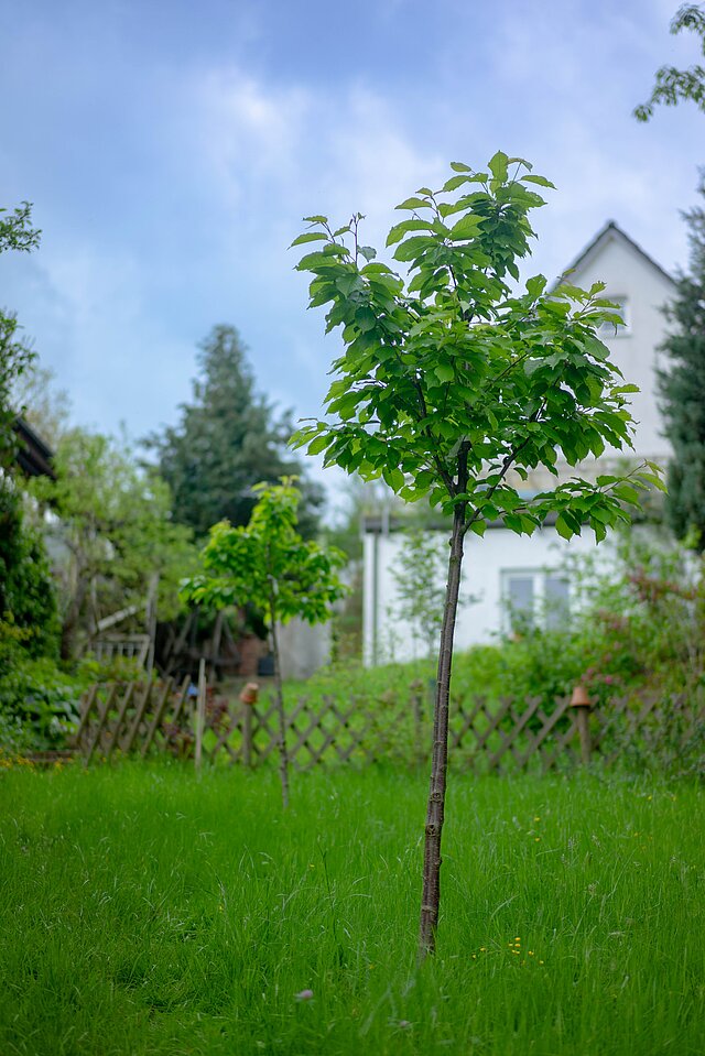 Ein kleiner Baum in einem grünen Garten