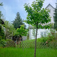 Ein kleiner Baum in einem grünen Garten
