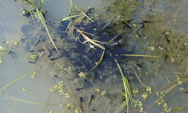 Bild: Grasfrosch Kaulquappen © M.Hilligardt