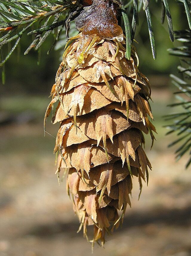  - copyright:GFDL, CC BY-SA 3.0 n.p.