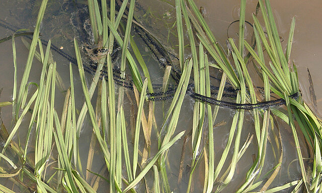 Bild: Laich der Erdkröte ©Matthias Hilligardt